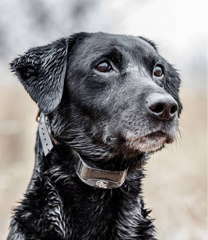 SportDOG Yard Trainer 300 | L.L.Bean Latest